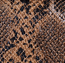 Rabat - Serpent multicolore